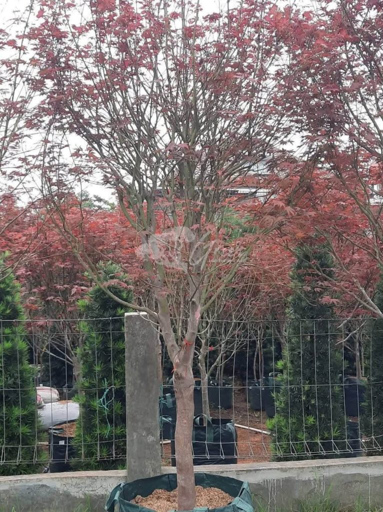 Jual Pohon Red Maple
