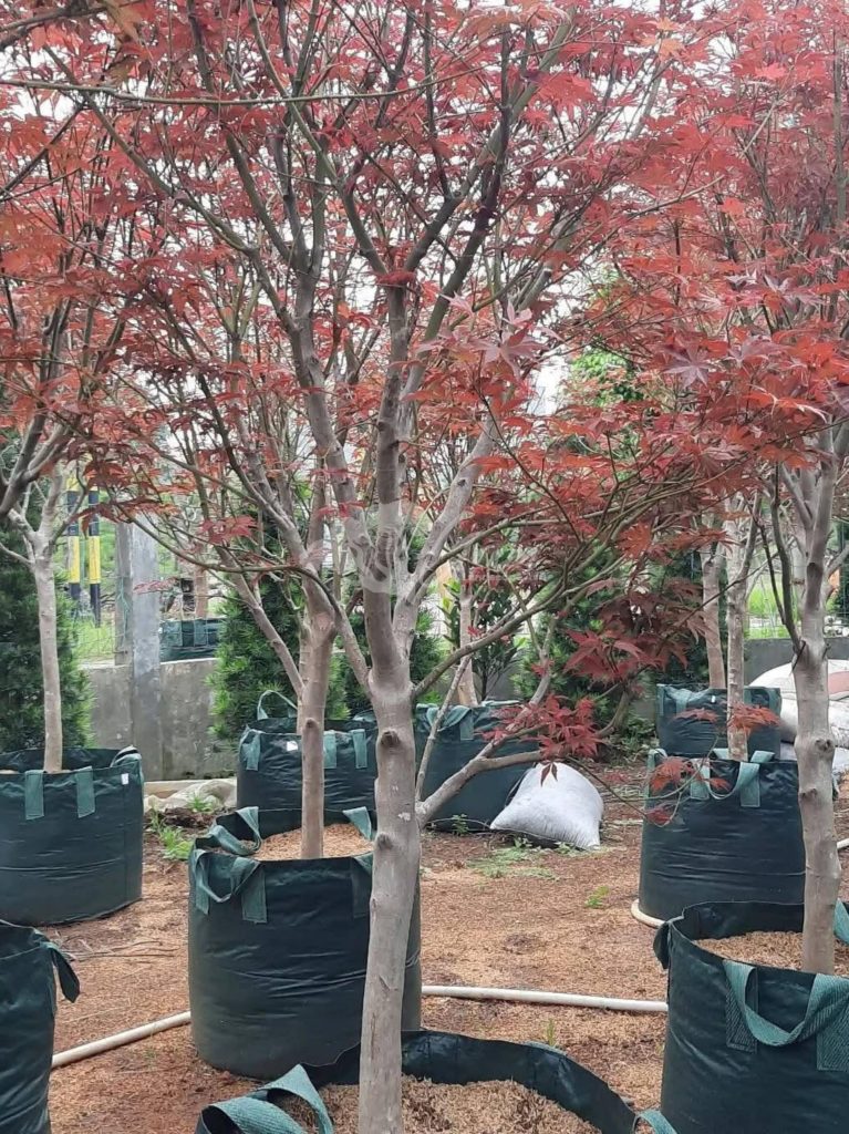 Jual Pohon Red Maple