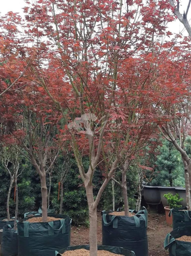 Jual Pohon Red Maple
