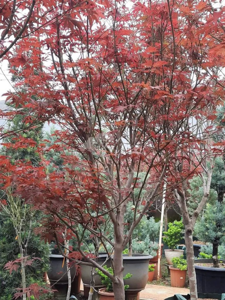 Jual Pohon Red Maple