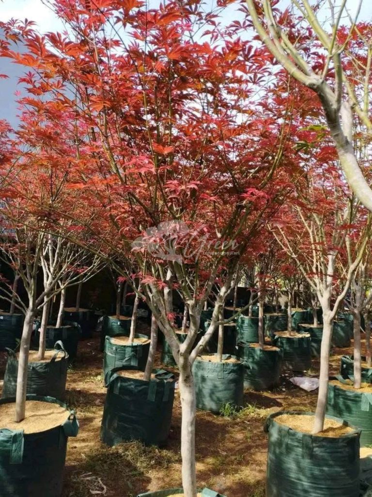 Jual Pohon Red Maple