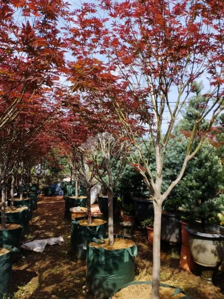 Jual Pohon Red Maple