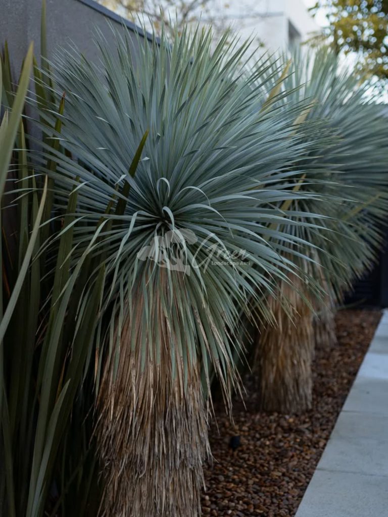 Jual Yucca Rostrata