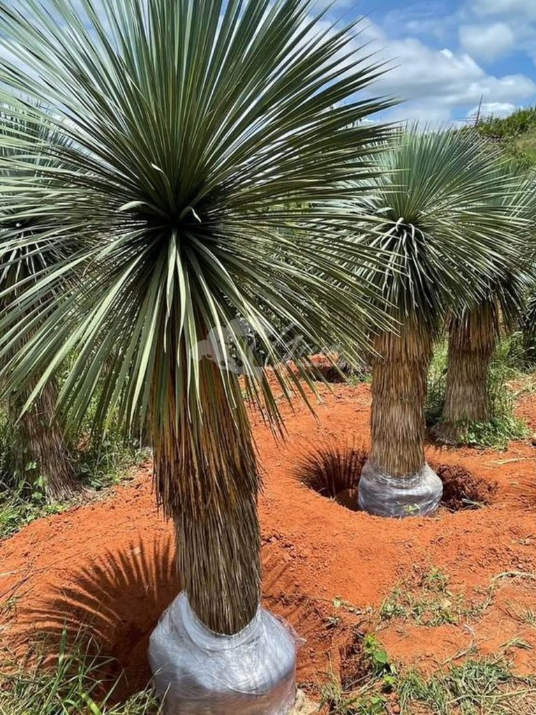 Jual Yucca Rostrata