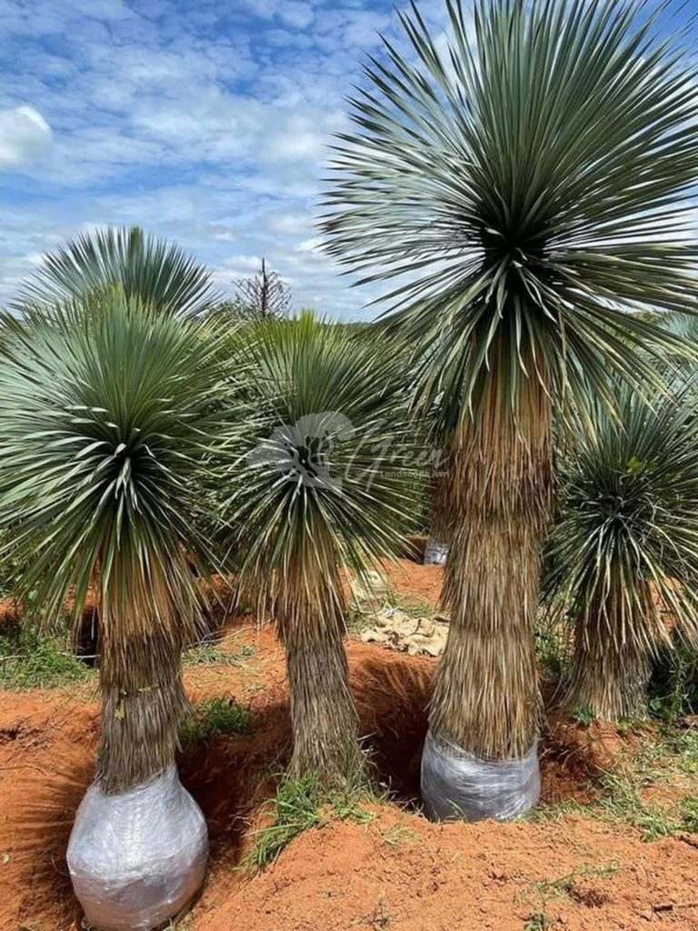 Jual Yucca Rostrata