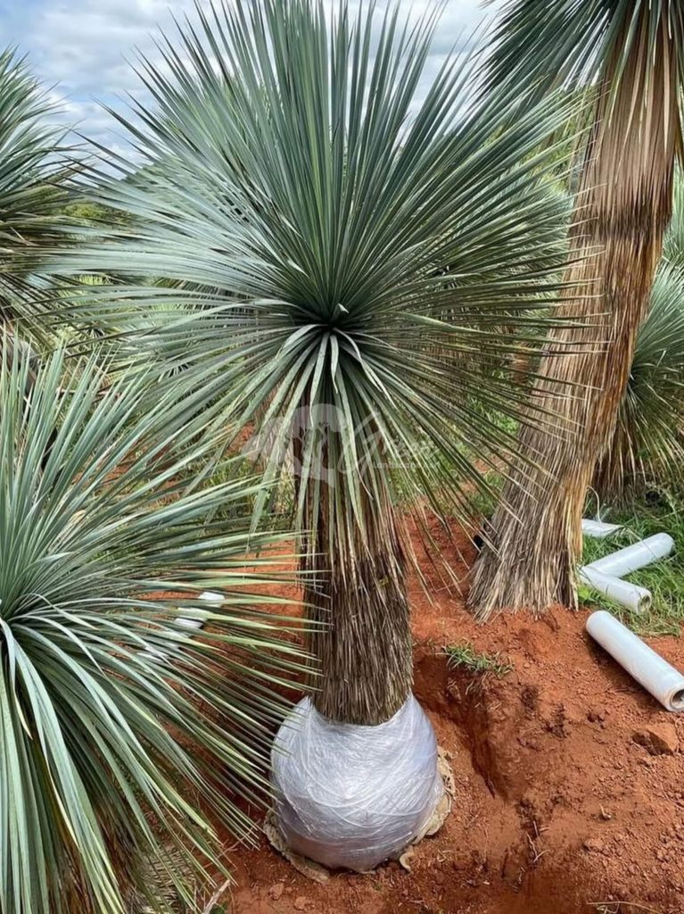 Jual Yucca Rostrata