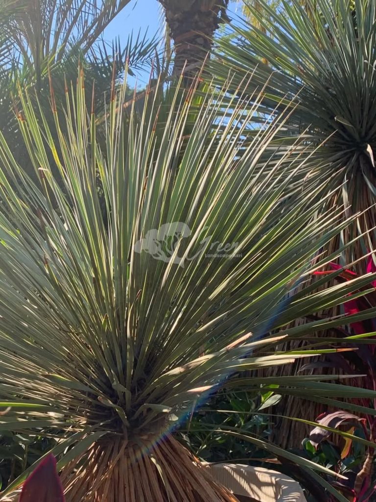 Jual Yucca Rostrata