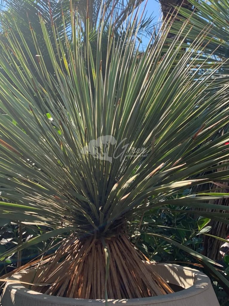 Jual Yucca Rostrata