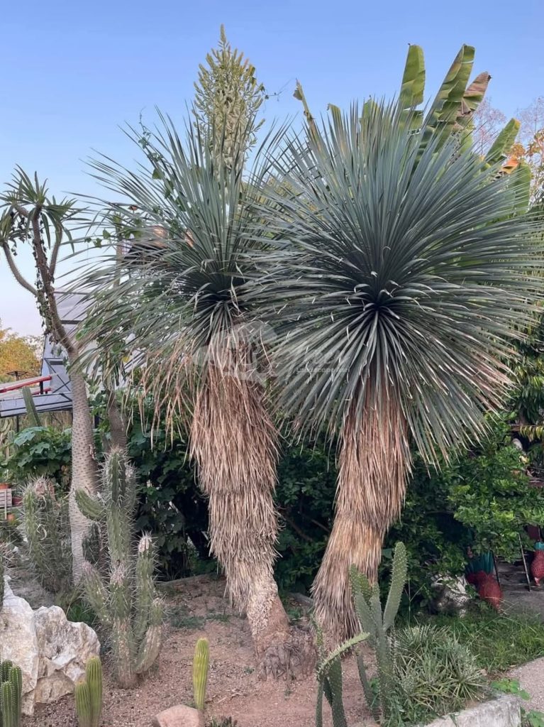 Jual Yucca Rostrata