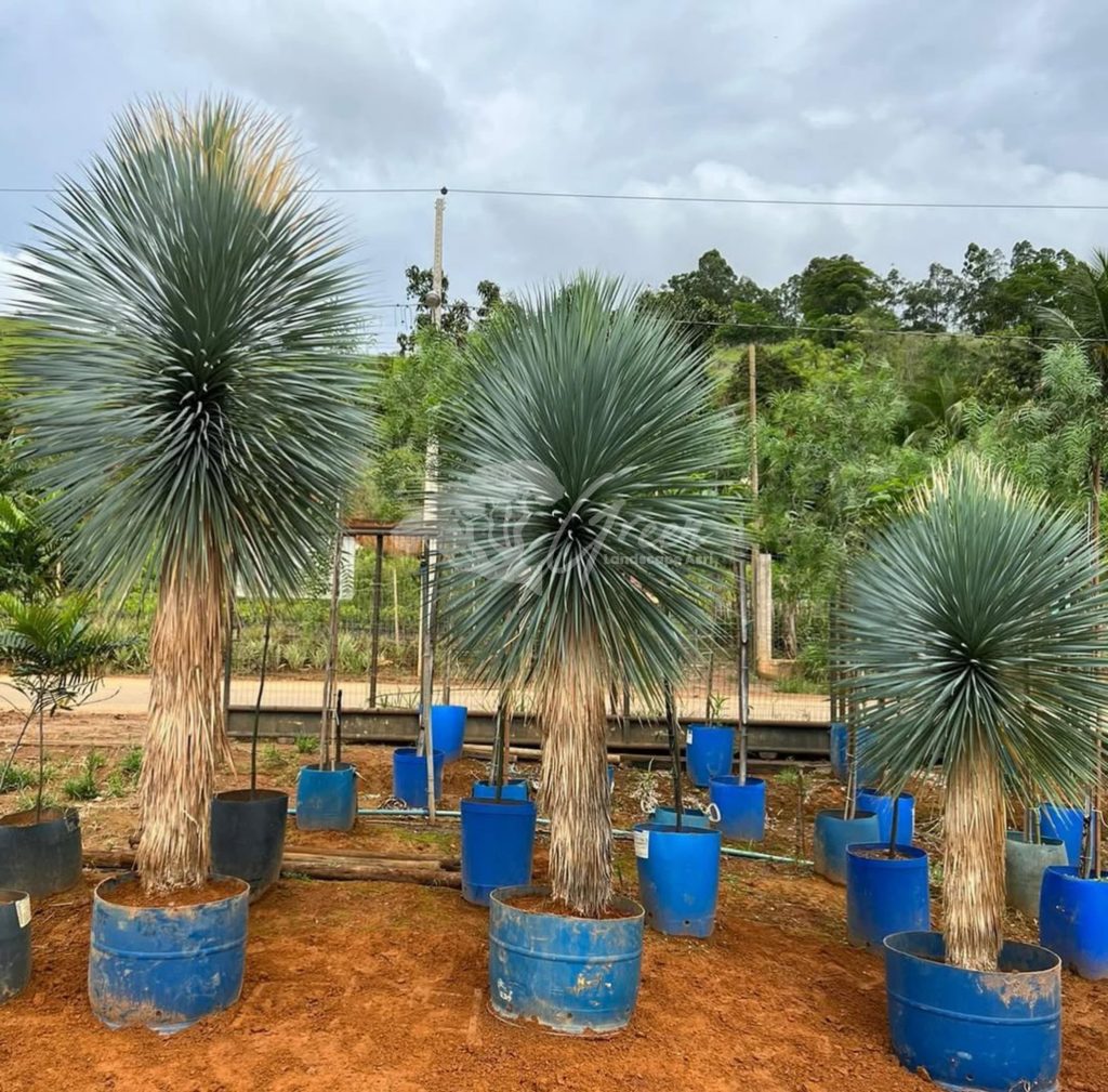 Jual Yucca Rostrata