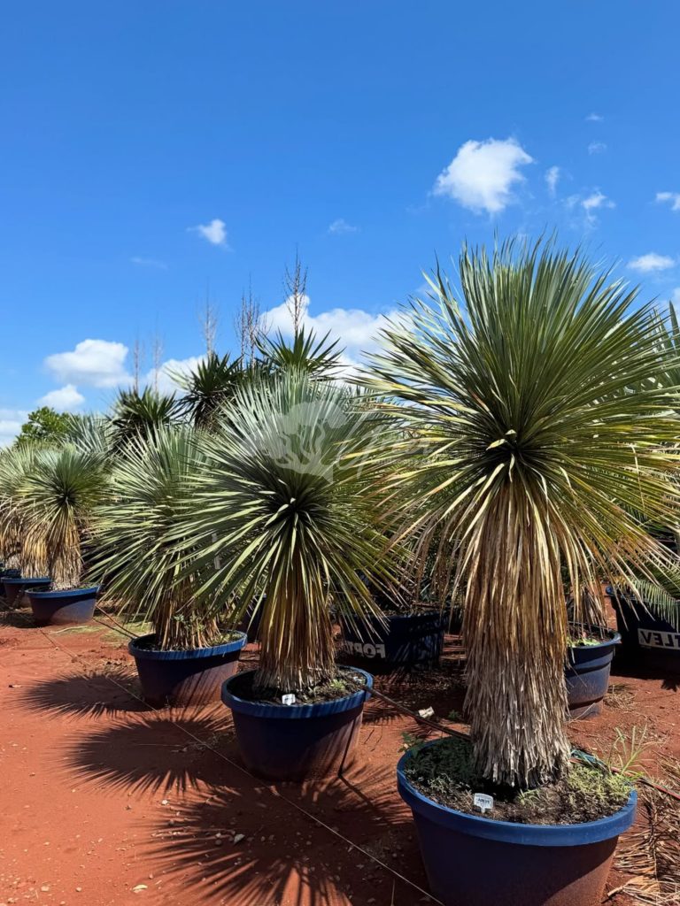 Jual Yucca Rostrata