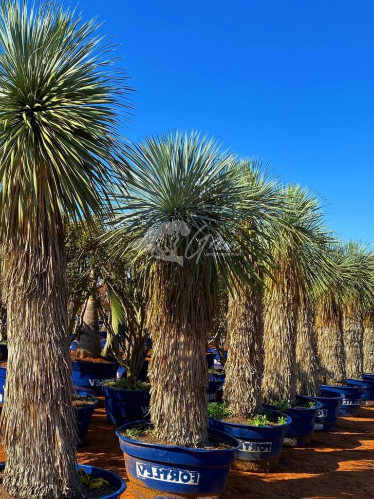 Jual Yucca Rostrata
