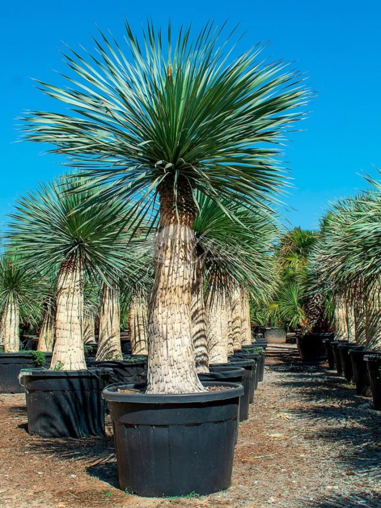 Jual Yucca Rostrata