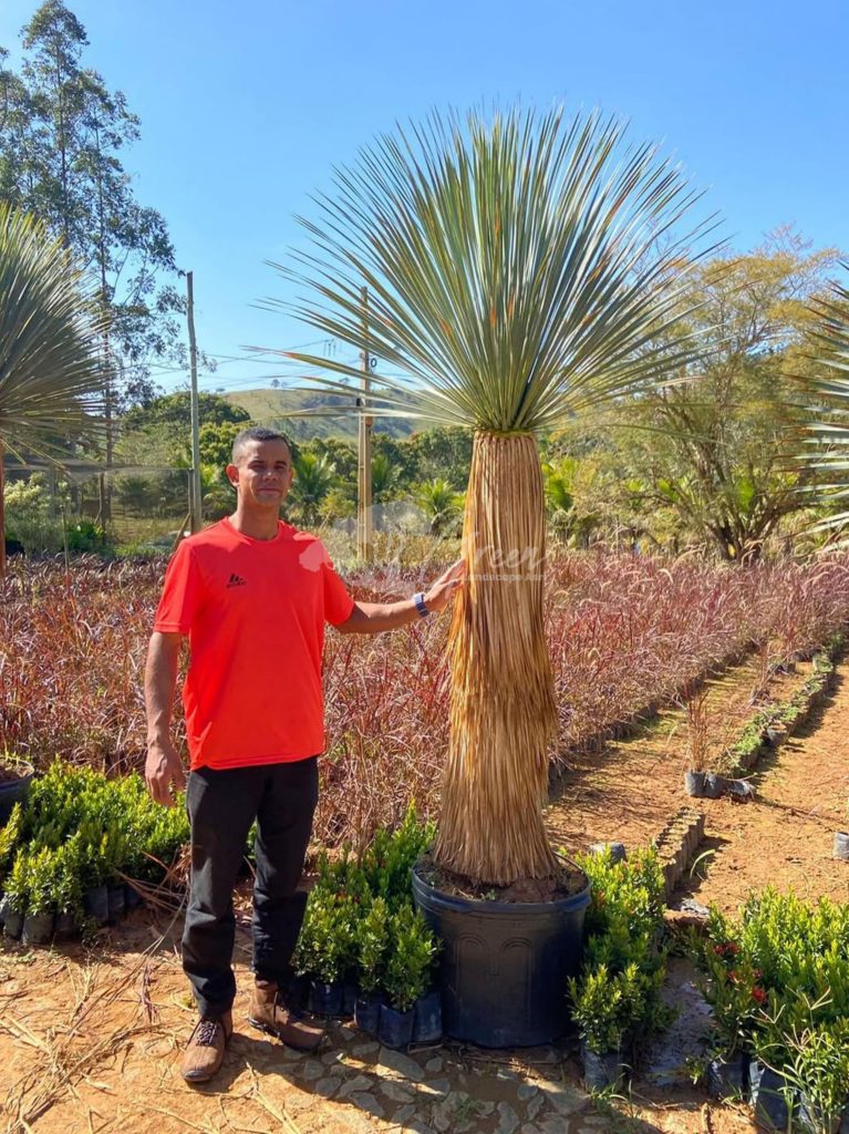 Jual Yucca Rostrata
