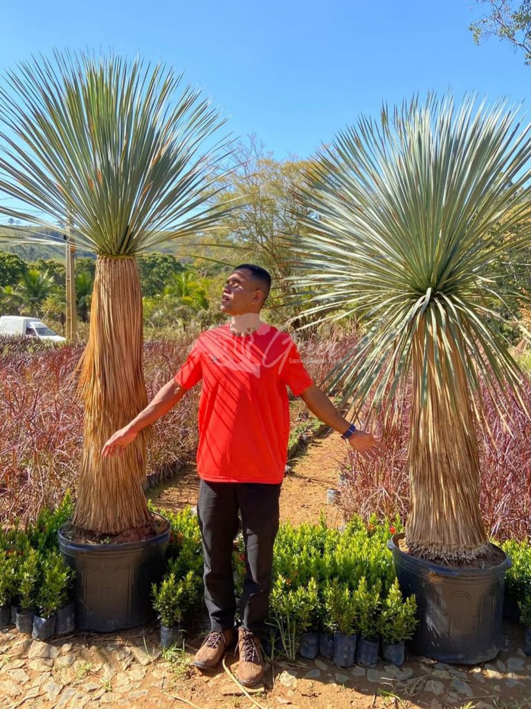 Jual Yucca Rostrata