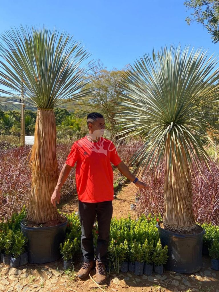 Jual Yucca Rostrata