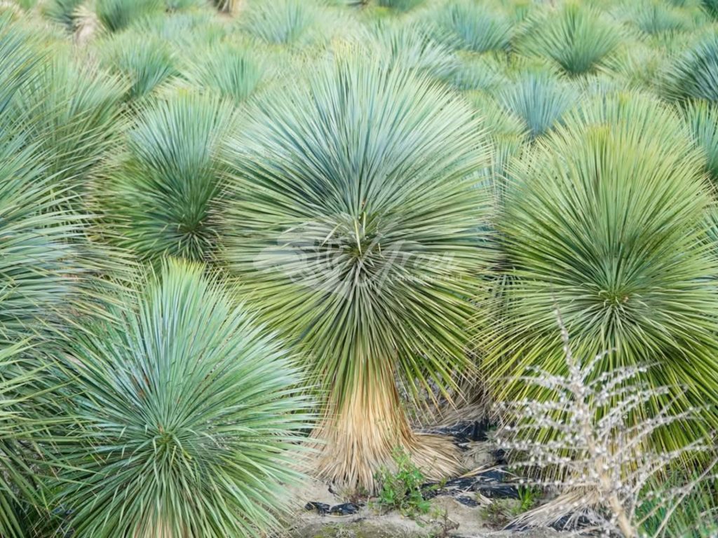 Jual Yucca Rostrata