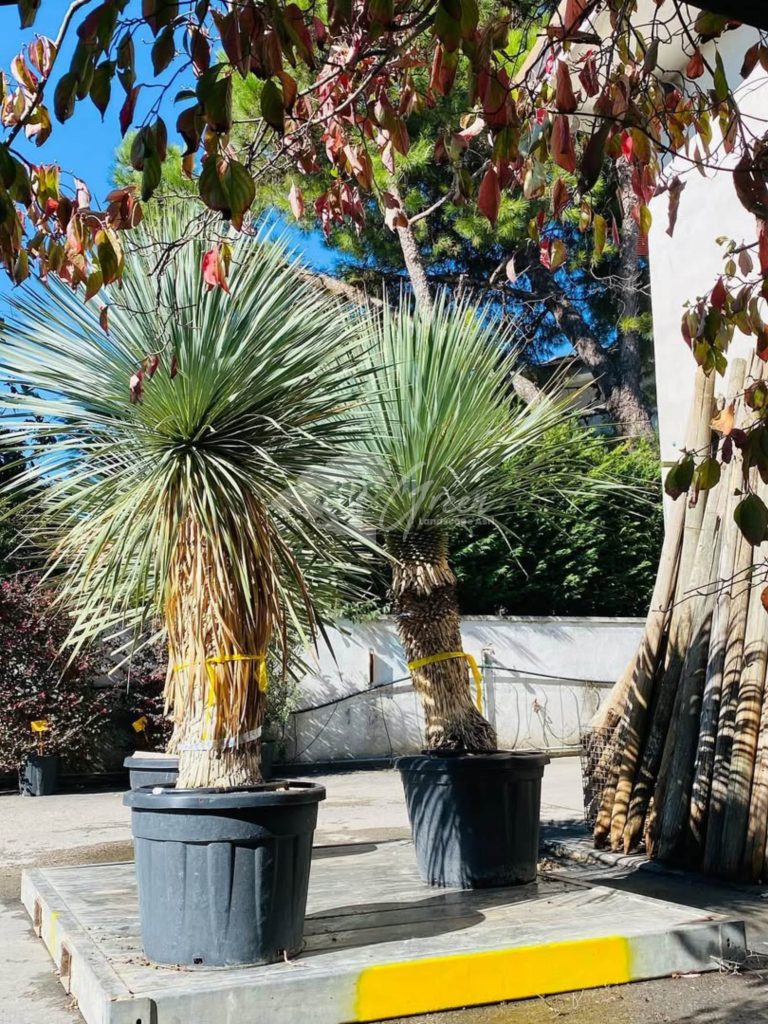 Jual Yucca Rostrata