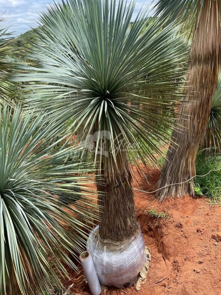 Jual Yucca Rostrata