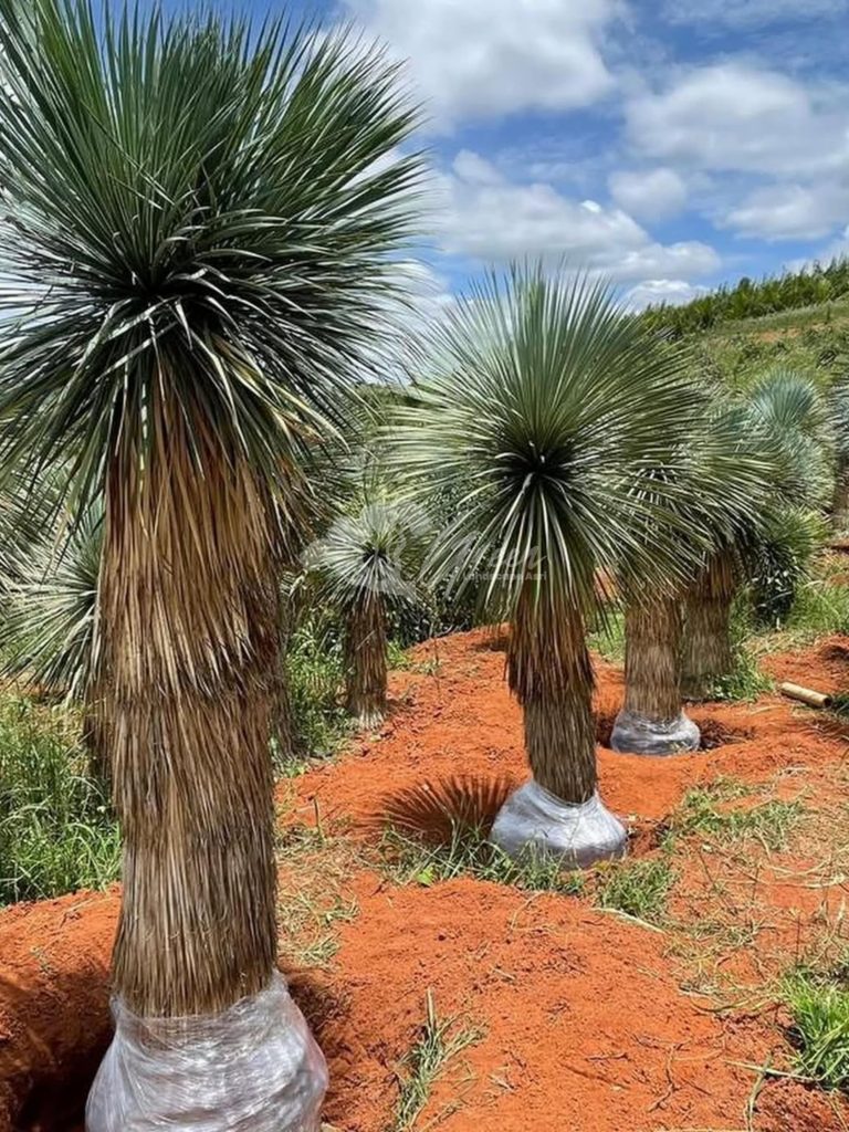 Jual Yucca Rostrata