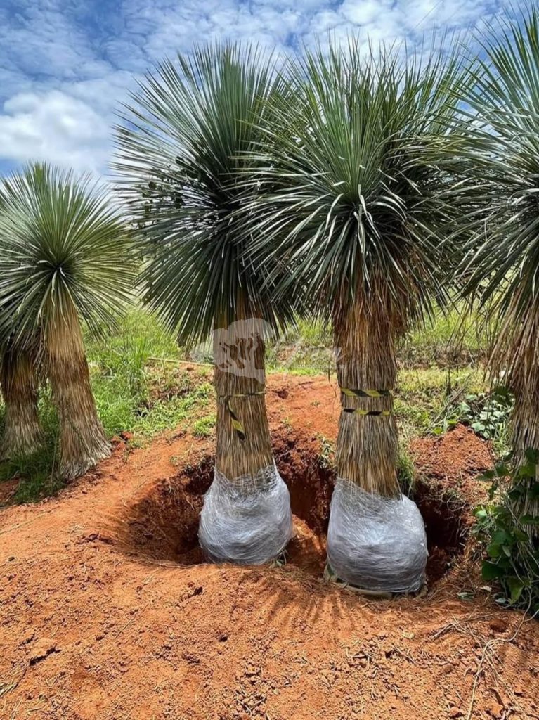 Jual Yucca Rostrata