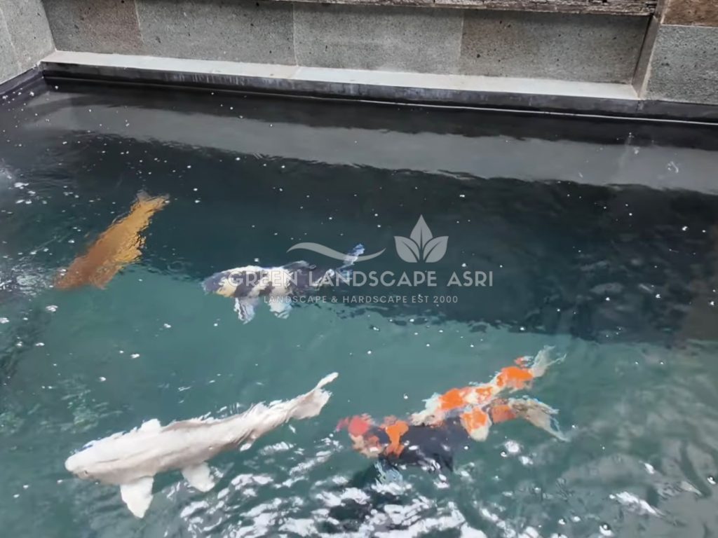Tukang Kolam Koi