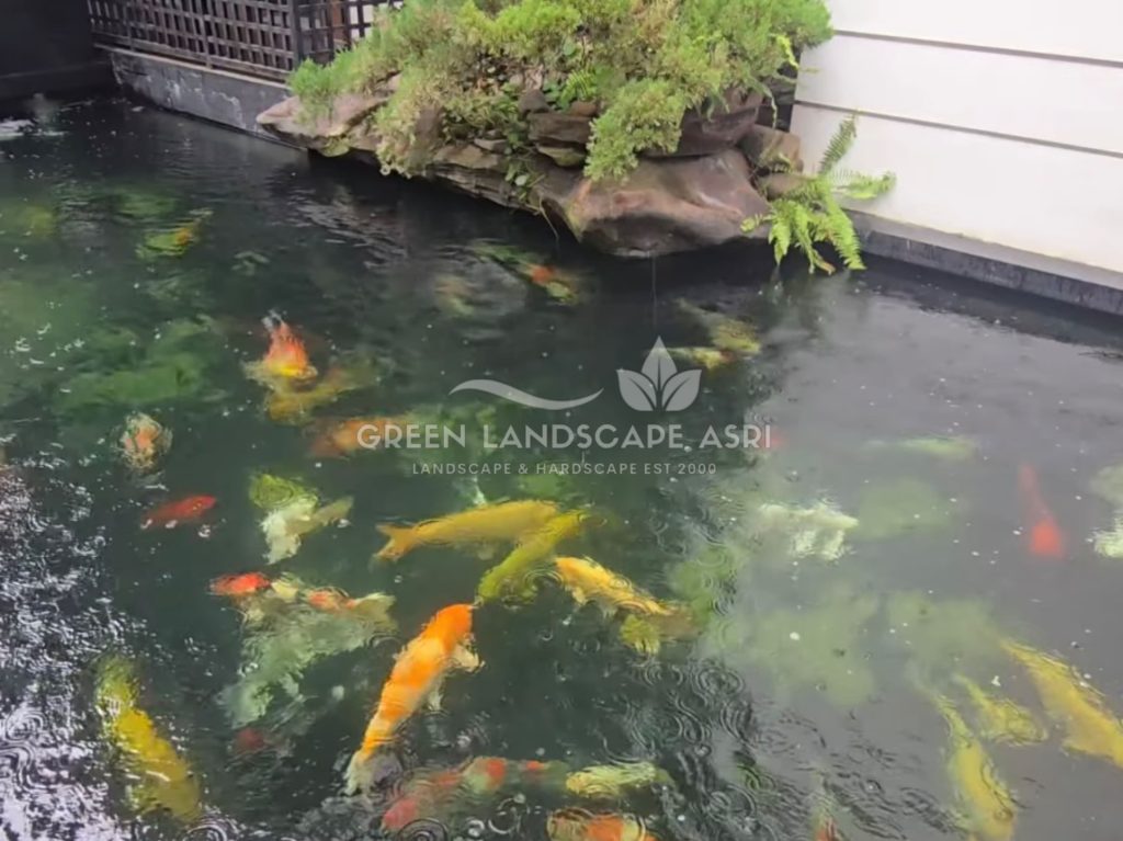 Tukang Kolam Koi