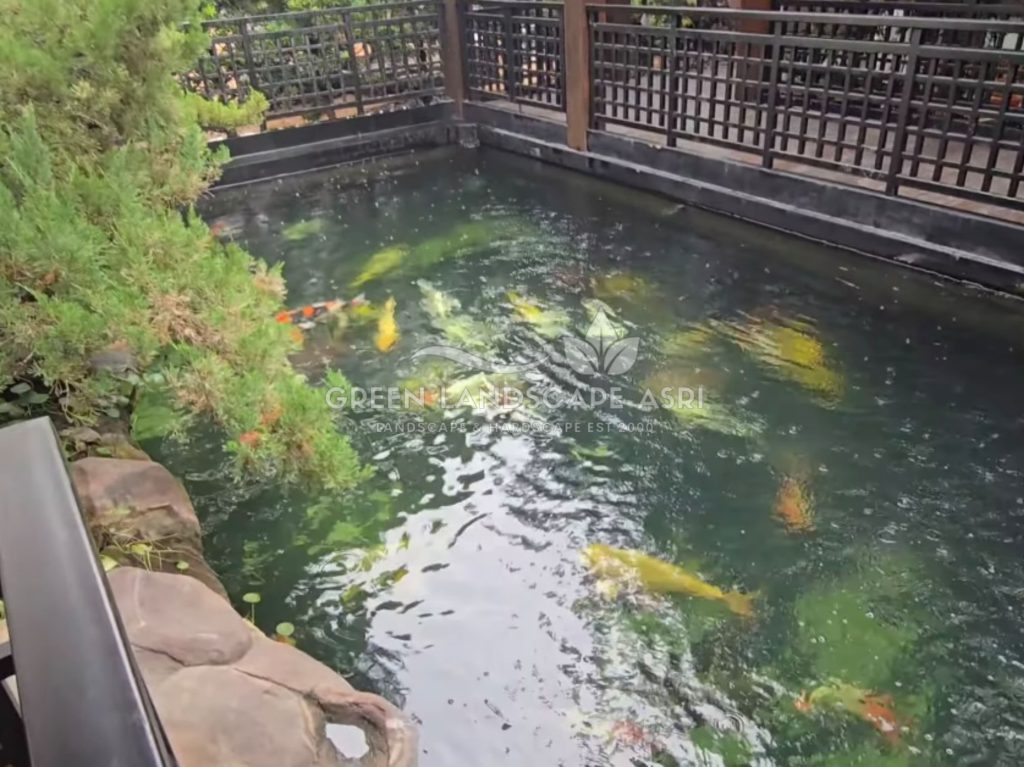 Tukang Kolam Koi