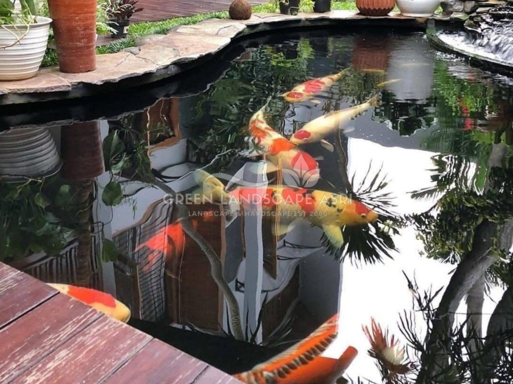 Jasa Kolam Ikan