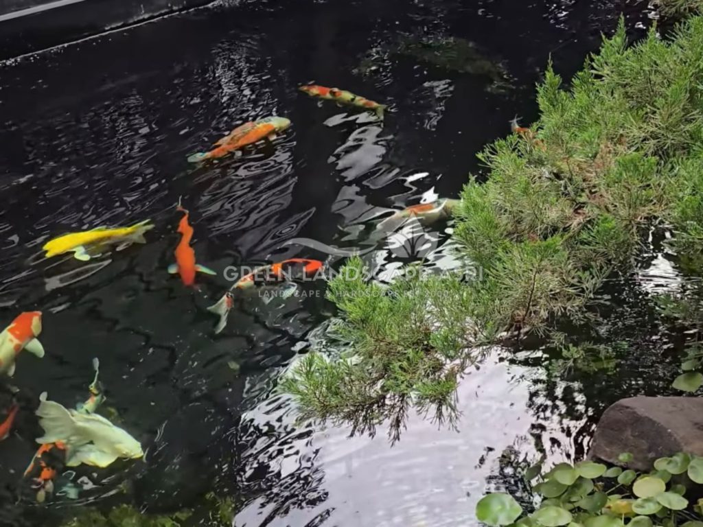 Jasa Pembuatan Kolam Koi