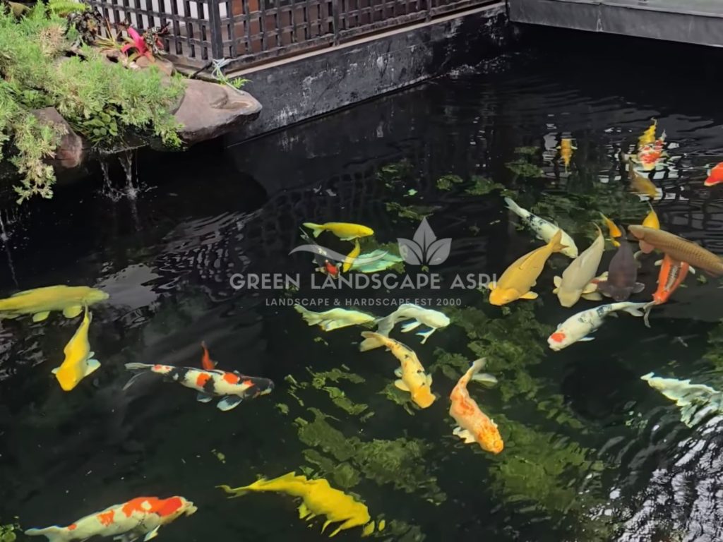 Jasa Pembuatan Kolam Koi