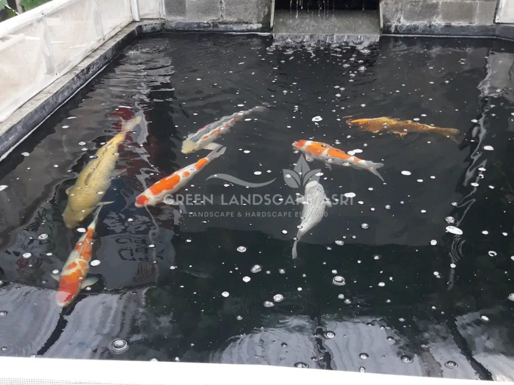 Kontraktor Kolam Koi