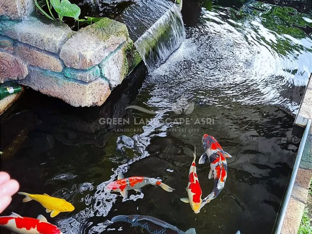 Kontraktor Kolam Koi