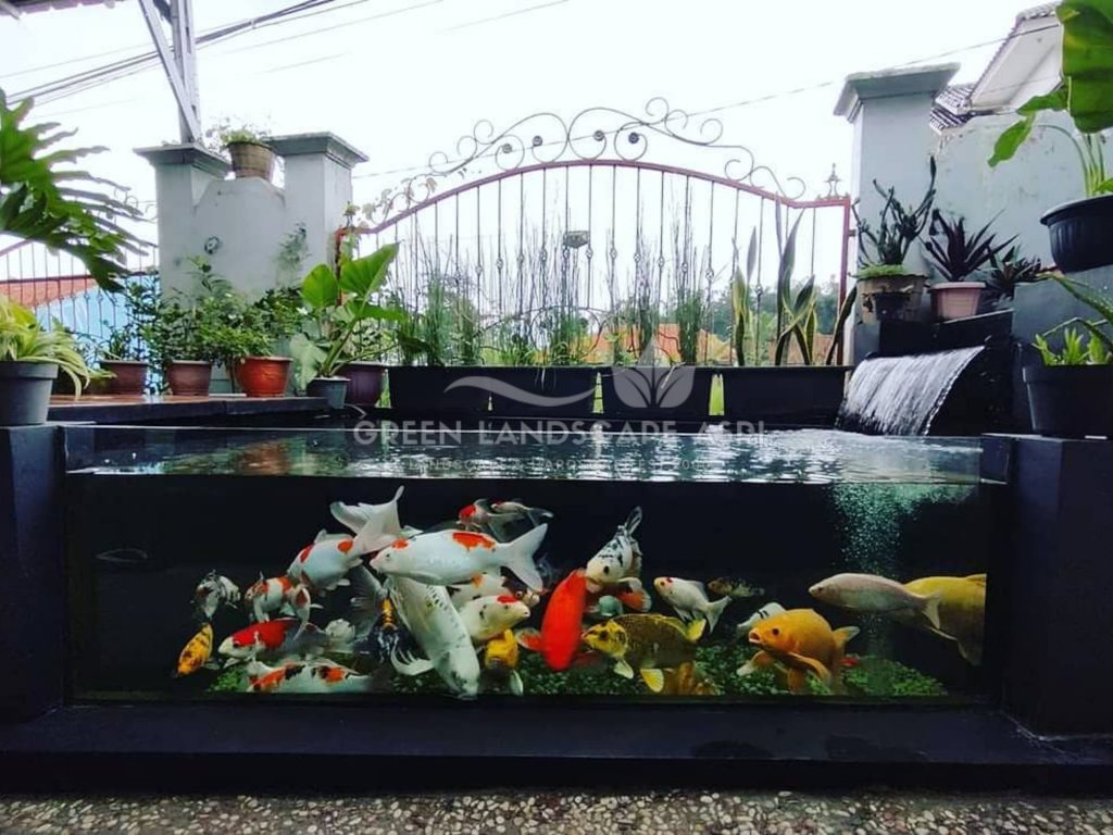 Kontraktor Kolam Koi