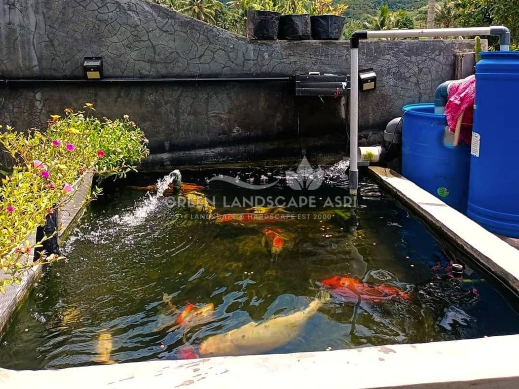 Kontraktor Kolam Koi