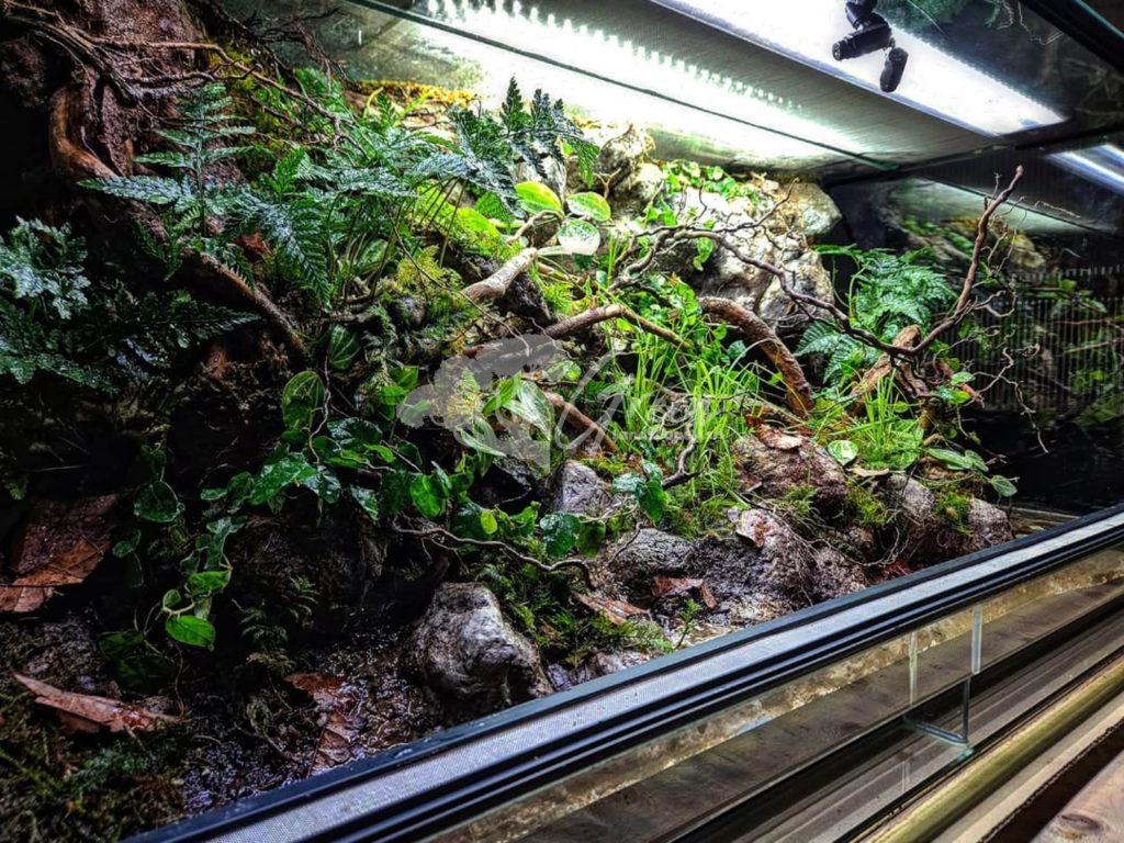 Jasa Pembuatan Paludarium