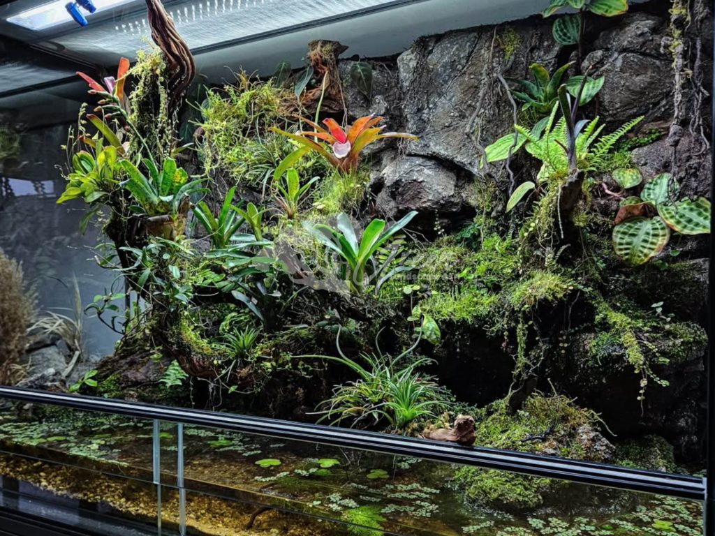 Jasa Pembuatan Paludarium