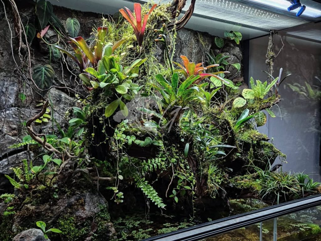 Jasa Pembuatan Paludarium