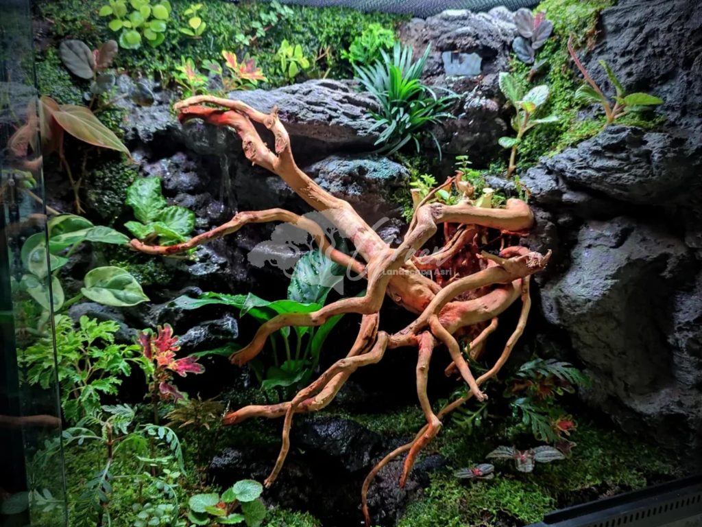 Jasa Pembuatan Paludarium