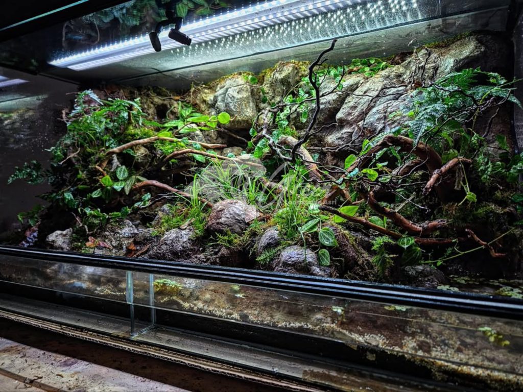 Jasa Pembuatan Paludarium