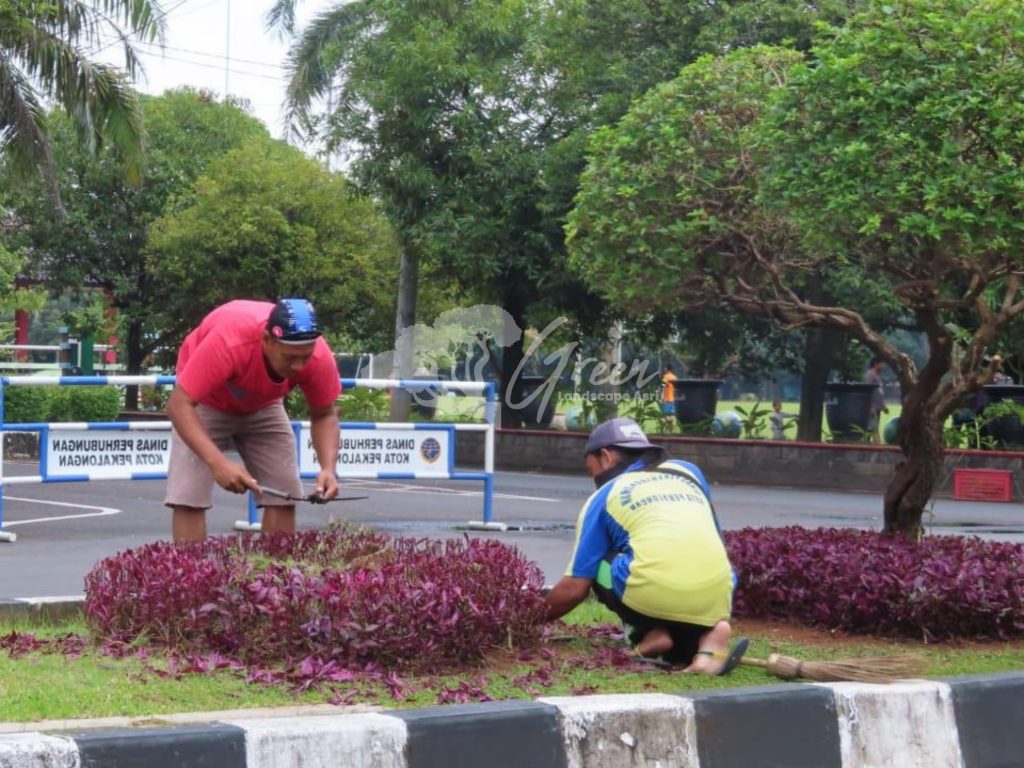 Jasa Perawatan Taman