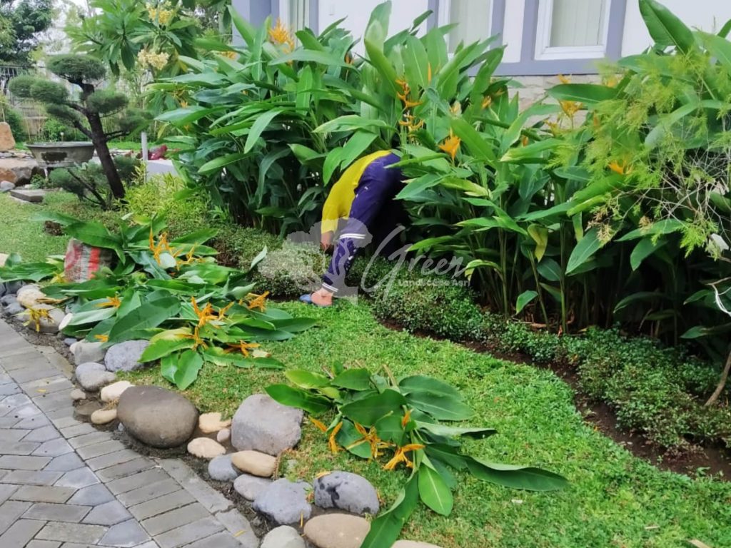 Jasa Perawatan Taman