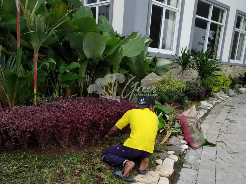 Jasa Perawatan Taman