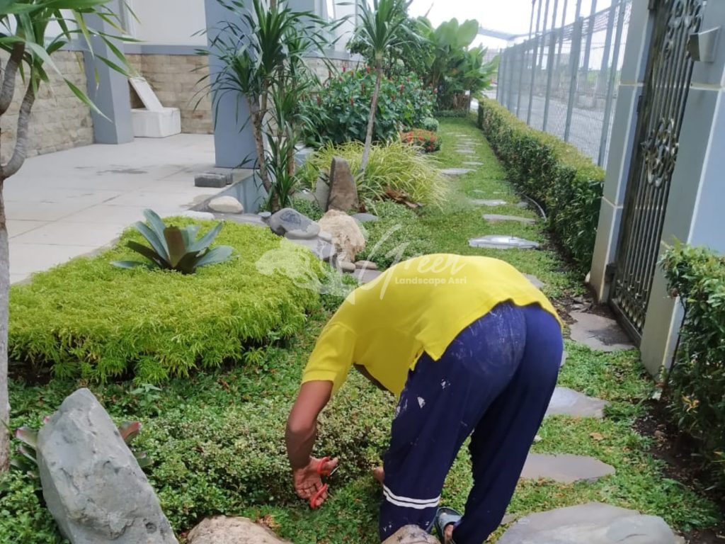 Jasa Perawatan Taman