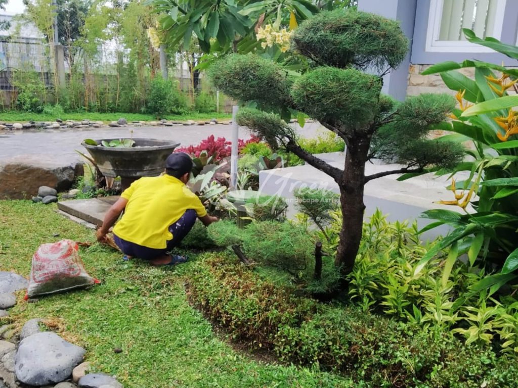 Jasa Perawatan Taman