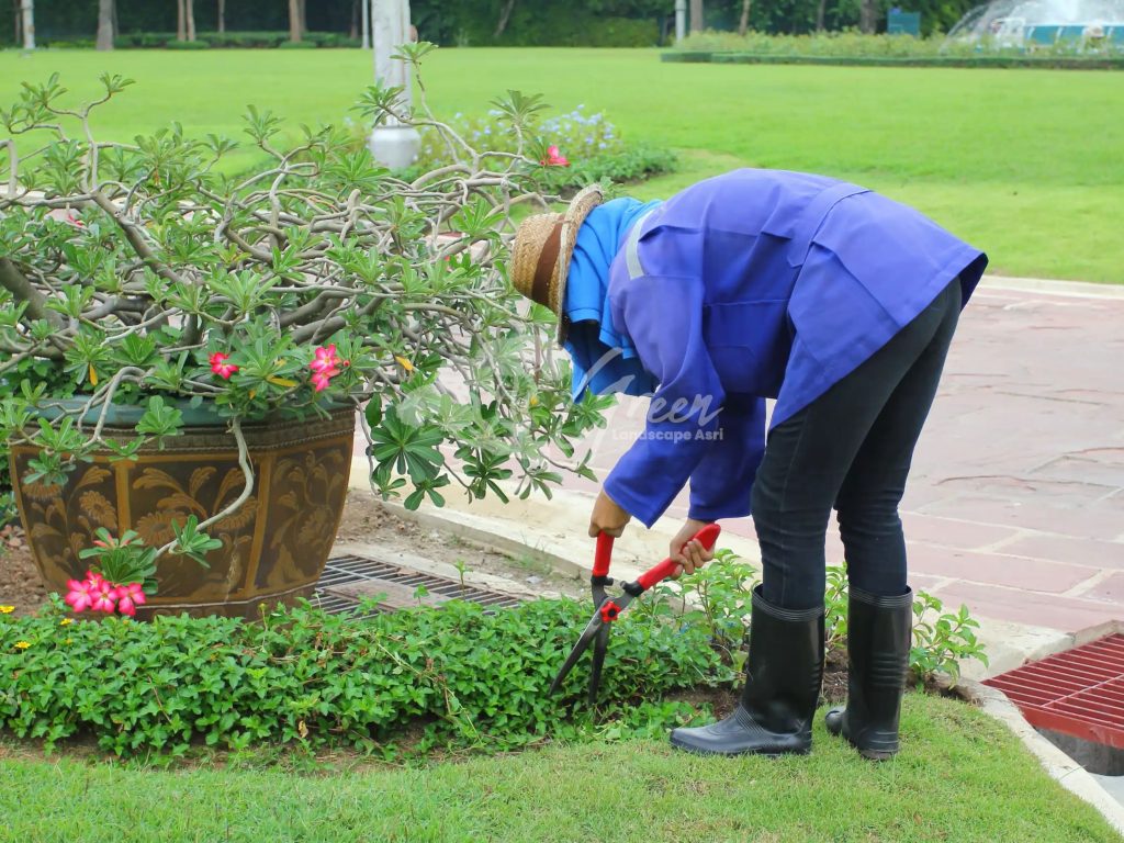 Jasa Perawatan Taman