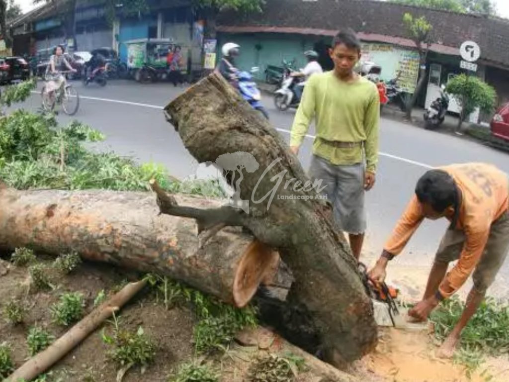 Jasa Tebang Pohon