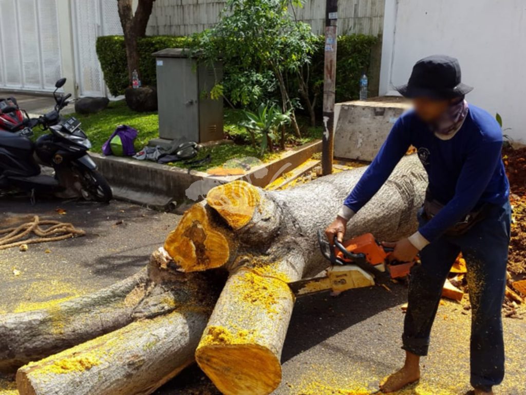Jasa Tebang Pohon