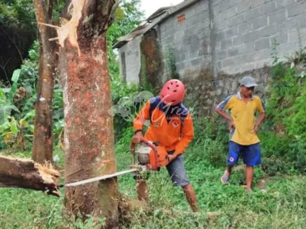 Jasa Tebang Pohon