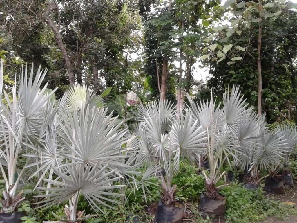 Jual Palem Bismarkia